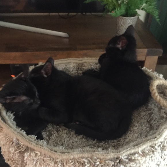 Meet your Posher, Chloe - Picture 15 of 15